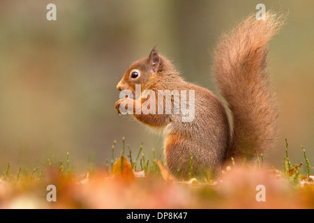 Eichhörnchen Sciurus Vulgaris auf die Boden-Fütterung Stockfoto