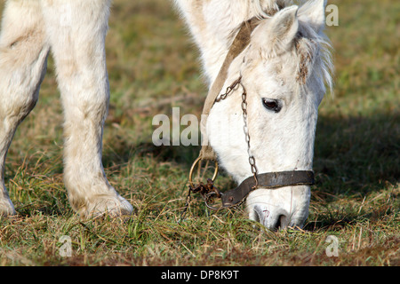 Nahaufnahme der Beweidung weißes Pferd im Feld Stockfoto