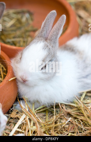 Junger weißer Hase sitzt auf Stroh. Stockfoto