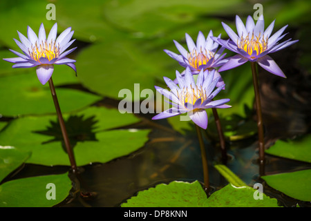 Schöne blaue ägyptischen Seerose (Nymphaea Caerulea) closeup Stockfoto