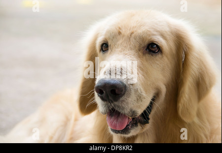 Ein netter Hund Headshot, golden Retriever Porträt sich lächelnd auf der Suche Stockfoto