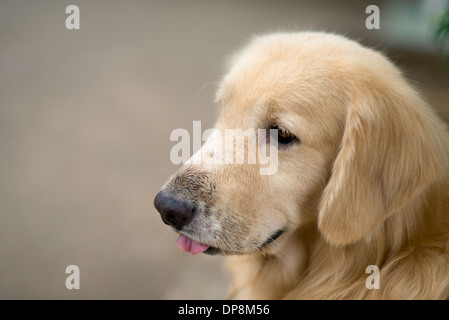 ein netter Hund, golden Retriever, Seitenprofil ansehen, seine Zunge heraus Stockfoto