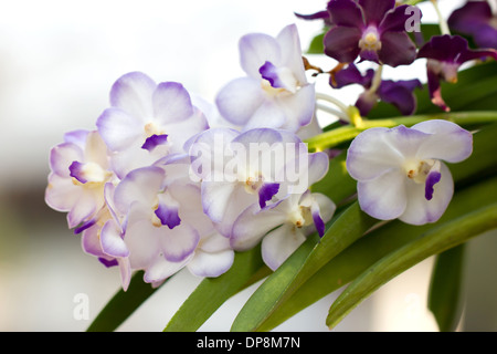 Schöne Orchidee Haufen. Stockfoto