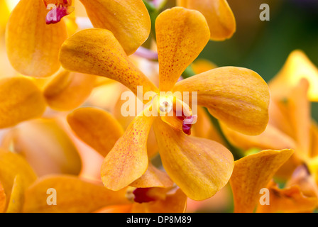 Nahaufnahme von orange Orchidee. Stockfoto