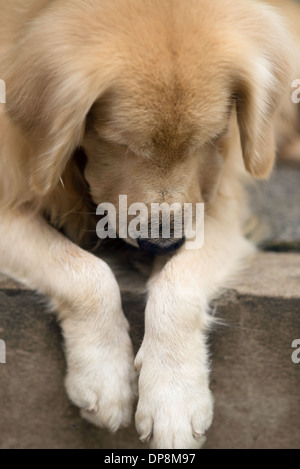 Ein netter Hund, golden Retriever, blickte mit Pfoten über Pflaster, verspielt suchen. Stockfoto