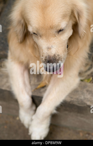 Ein netter Hund, golden Retriever, seine Zunge und seine Pfoten entspannt ausruhen. Er scheint verspielt zu sein. Stockfoto