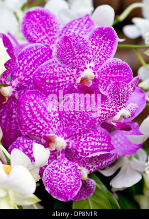 Lila Orchidee Vanda. Stockfoto