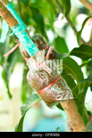 Mango Pflanze Bäume Transplantationen oder Pfropfen Methode. Stockfoto