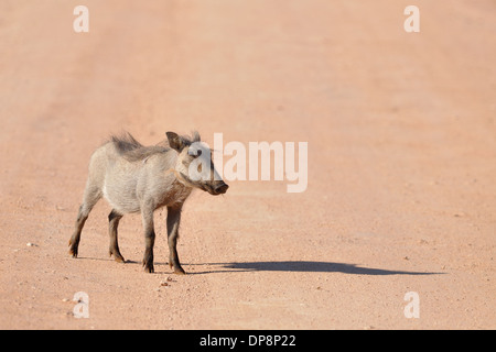 Junge südlichen Warzenschwein (Phacochoerus africanus sundevallii) stehen auf einer Schotterstraße, Addo National Park, Eastern Cape, Südafrika, Afrika Stockfoto