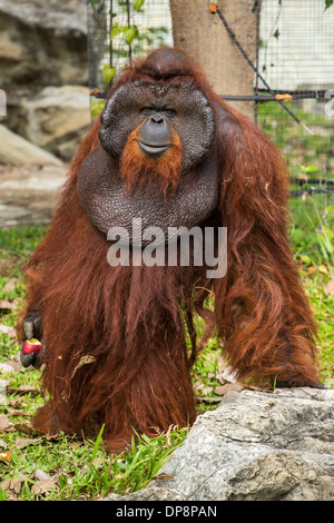 Dominanten männlichen Orang-Utan mit der Signatur entwickelt Wange in den Zoo von Chiang Mai, Thailand Stockfoto