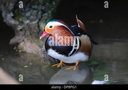 Ein Mandarin Drake UK Stockfoto