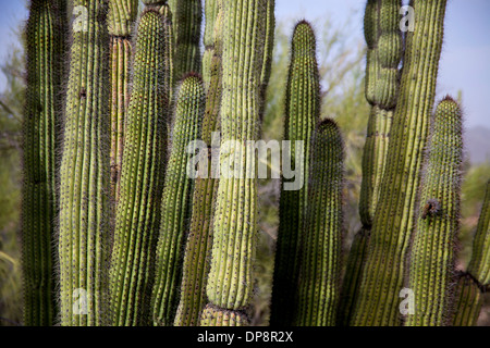Ansicht des Organ Pipe Cactus National Monument, Arizona, Vereinigte Staaten von Amerika, USA. Landschaft, Natur, Wildnis, Pflanzen Stockfoto