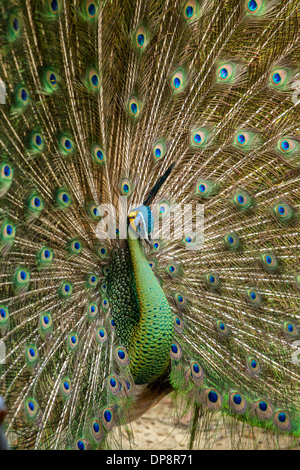 Porträt der schönen Pfau mit Federn Stockfoto
