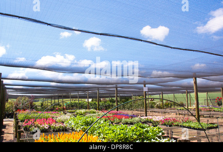 Reihen von bunten Baumschulpflanzen unter Schatten Tuch Stockfoto