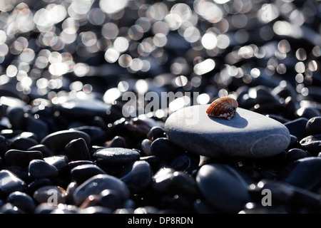 Schale auf den Felsen Stockfoto