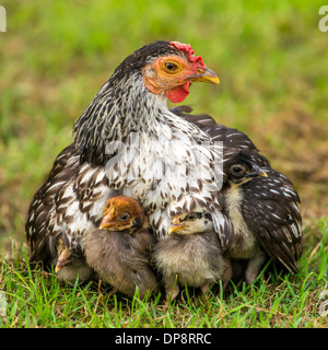 Glucke mit ihren Küken Stockfoto