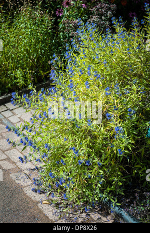 Caryopteris Worcester Gold Blütenstrauch im Herbst Stockfoto