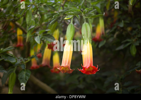 Helle Blüten von Brugmansia oder Engel Trompete Stockfoto