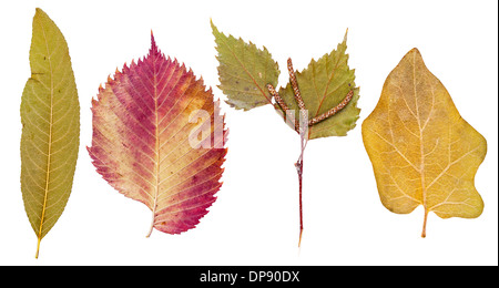Pfirsich Blätter, Esche, Birke und Aubergine, isoliert Stockfoto