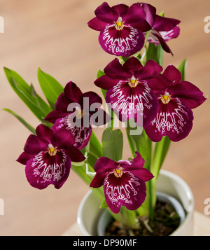 Orchidee Pflanze oder Stiefmütterchen Orchidee Pflanze in weißen Topf auf einem Tisch in häuslicher Umgebung Stockfoto