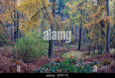 Atemberaubende herbstliche Farbtöne Tönungen und Farben von Waldgebiete und Wälder auf Cannock Chase Gebiet von Außergewähnliche natürlicher Schönheit im Herbst Stockfoto