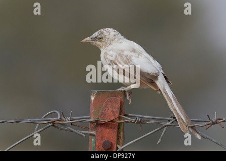 Partielle Leucistic großer Schwätzer in grau (Turdoides Malcolmi) Stockfoto