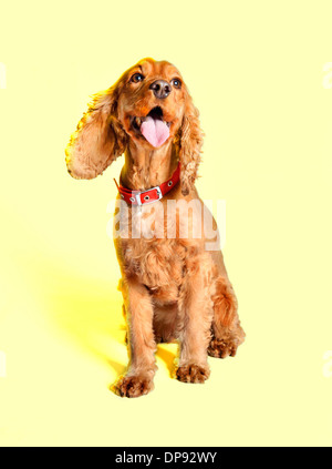 Golden, Spaniel, Hund, Cocker, Tier, Rasse, Crufts, Stockfoto