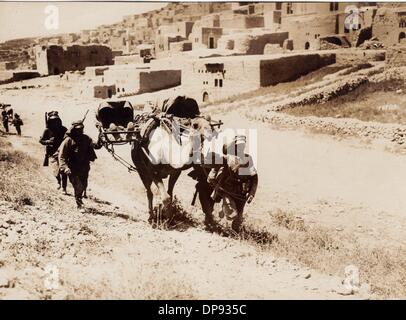 1918 transportierten deutsche Soldaten verwundete Soldaten auf einem Kamel an der Front in Palästina. Die Sinai-und-Palästina-Kampagne war während des Ersten Weltkriegs (1915-1918) ein zweites Kriegstheater zwischen dem Osmanischen Reich und Großbritannien. Das Osmanische Reich als Verbündeter der Zentralmächte wurde von deutschen (Asienkorps) und österreichisch-ungarischen Truppen in Palästina unterstützt. Fotoarchiv für Zeitgeschichte Stockfoto