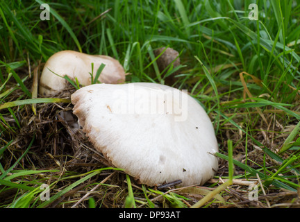 Agaricus Campestris ist bekannt als Feld oder Wiese Pilz mit rosa bis bräunliche Kiemen Stockfoto