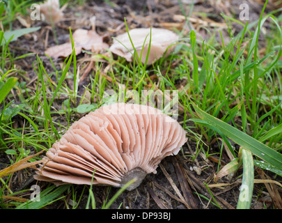 Agaricus Campestris ist bekannt als Feld oder Wiese Pilz mit rosa bis bräunliche Kiemen Stockfoto