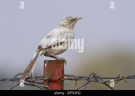 Partielle Leucistic großer Schwätzer in grau (Turdoides Malcolmi) Stockfoto