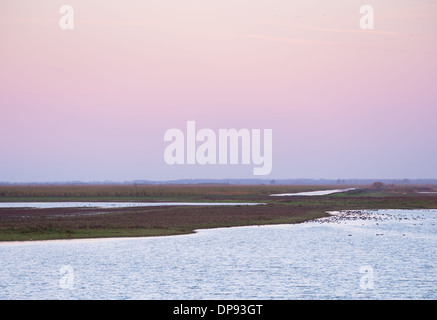 Naturschutzgebiet Oostvaardersplassen in der Provinz Flevoland, Niederlande Stockfoto