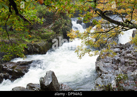 Fluss in Flut mit Wasserfall auf Afon Llugwy in Betws-Y Coed im Herbst Snowdonia National Park Gwynedd North Wales Un zu fotografieren Stockfoto