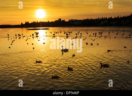 Sonnenuntergang über den Teich in Reykjavik (Tjörnin) mit Enten und Schwäne, Reykjavik, Island Stockfoto