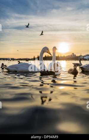 Schwäne und Enten im Teich bei Sonnenuntergang, Winter, Reykjavik, Island Stockfoto