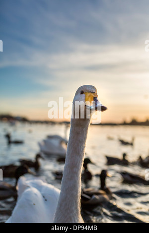 Schwäne und Enten im Teich bei Sonnenuntergang, Winter, Reykjavik, Island Stockfoto