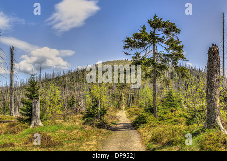 Waldsterben in den Bayerischen Wald auf dem Lusen. Waldsterben Im Bayerischen Wald Auf Dem Lusen Stockfoto