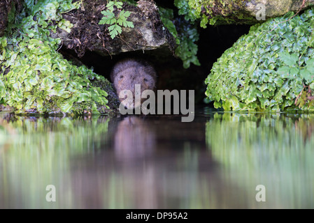 Schermaus (Arvicola Terrestris) peering von einem Tunnelsystem am Rande eines Baches. Stockfoto