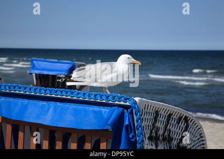 Möwe, Hohwachter Strand, Ostsee, Schleswig Holstein, Deutschland, Europa Stockfoto