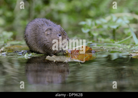 Essen auf einer Matte Vegetation in Mitte Stream Schermaus (Arvicola Terrestris) Stockfoto