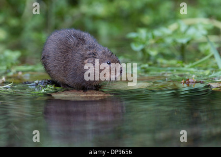 Schermaus (Arvicola Terrestris) auf Vegetation Matte im Stream. Stockfoto