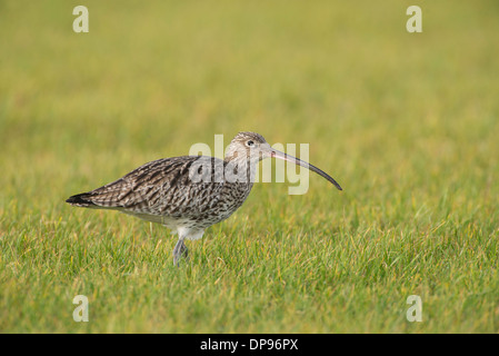 Brachvogel (Numenius Arquata) Futter auf der Weide. Stockfoto