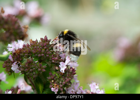 Hummel, die Bestäubung von Pflanzen im Garten. Stockfoto