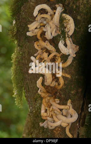 Baumpilz, Parque Aiken del Sur bewahrt einen Teil der ursprünglichen Wälder in der Nähe von Puerto Chacabuco, Chile Stockfoto