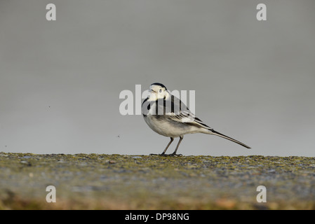 Trauerschnäpper Bachstelze (Motacilla Alba) Jagd auf Insekten entlang einer Ufermauer. Mehrere dieser kleinen Insekten können fliegen gesehen werden. Stockfoto