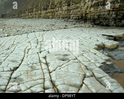 Bemerkenswerte Pflasterung-ähnliche Schichten am Lavernock Punkt Stockfoto