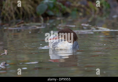 Gänsesäger (Mergus Prototyp). Erwachsenes Weibchen. Stockfoto