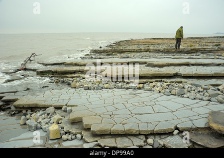 Bemerkenswerte Pflasterung-ähnliche Schichten am Lavernock Punkt Stockfoto