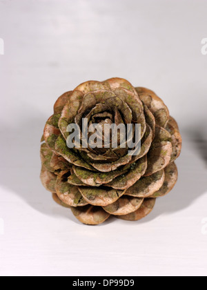 Japanische Lärche, Larix Kaempferi Kegel Stockfoto