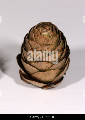 Europäische Lärche, Larix Decidua Kegel Stockfoto